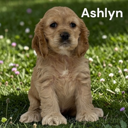 puppy, for, sale, Cocker Spaniel, Joe & Cherri  Overlease, dog, breeder, Miller, MO, dog-breeder, puppy-for-sale, forsale, nearby, find, puppyfind, locator, puppylocator, aca